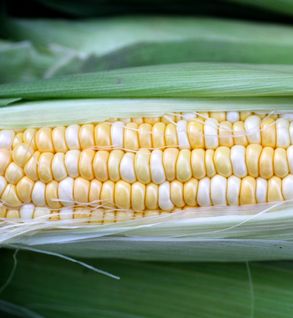 Sweet Corn