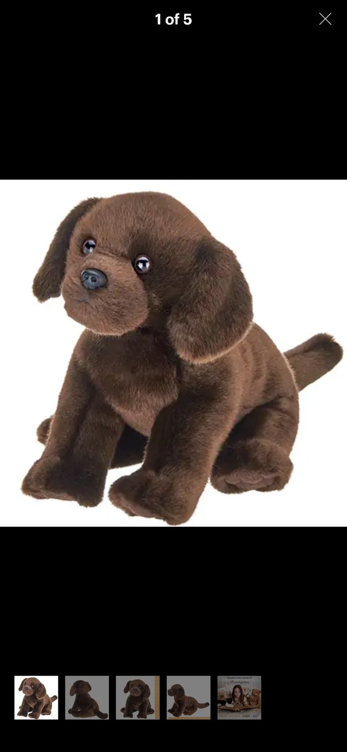 Brody the Chocolate Lab