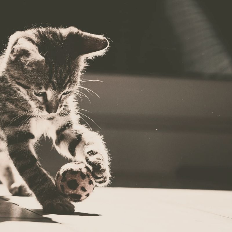 Soin aux animaux