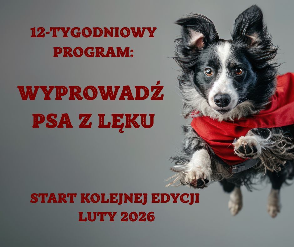 12-tygodniowy program: Wyprowadź psa z lęku.