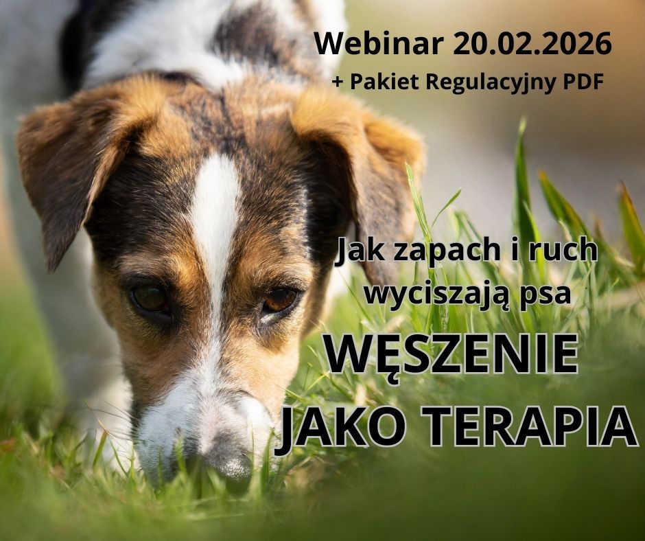 Węszenie jako terapia. Jak zapach i ruch wyciszają psa.