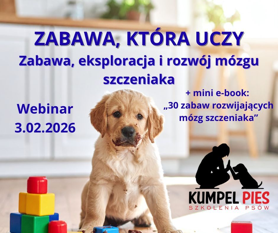 Zabawa, która uczy. Zabawa, eksploracja i rozwój mózgu szczeniaka