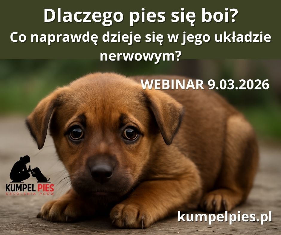 Dlaczego pies się boi? Webinar