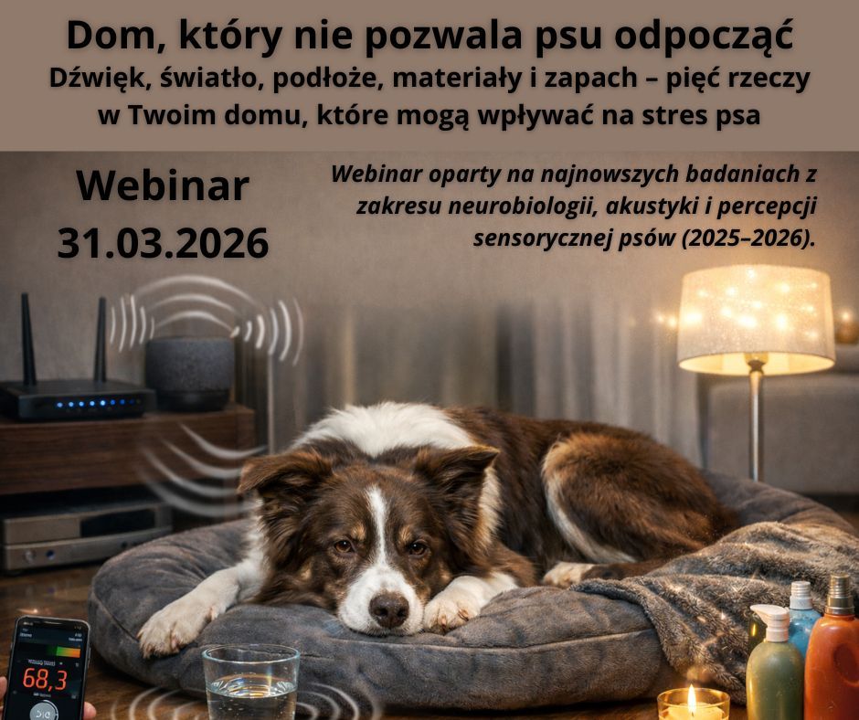 Dom, który nie pozwala psu odpocząć