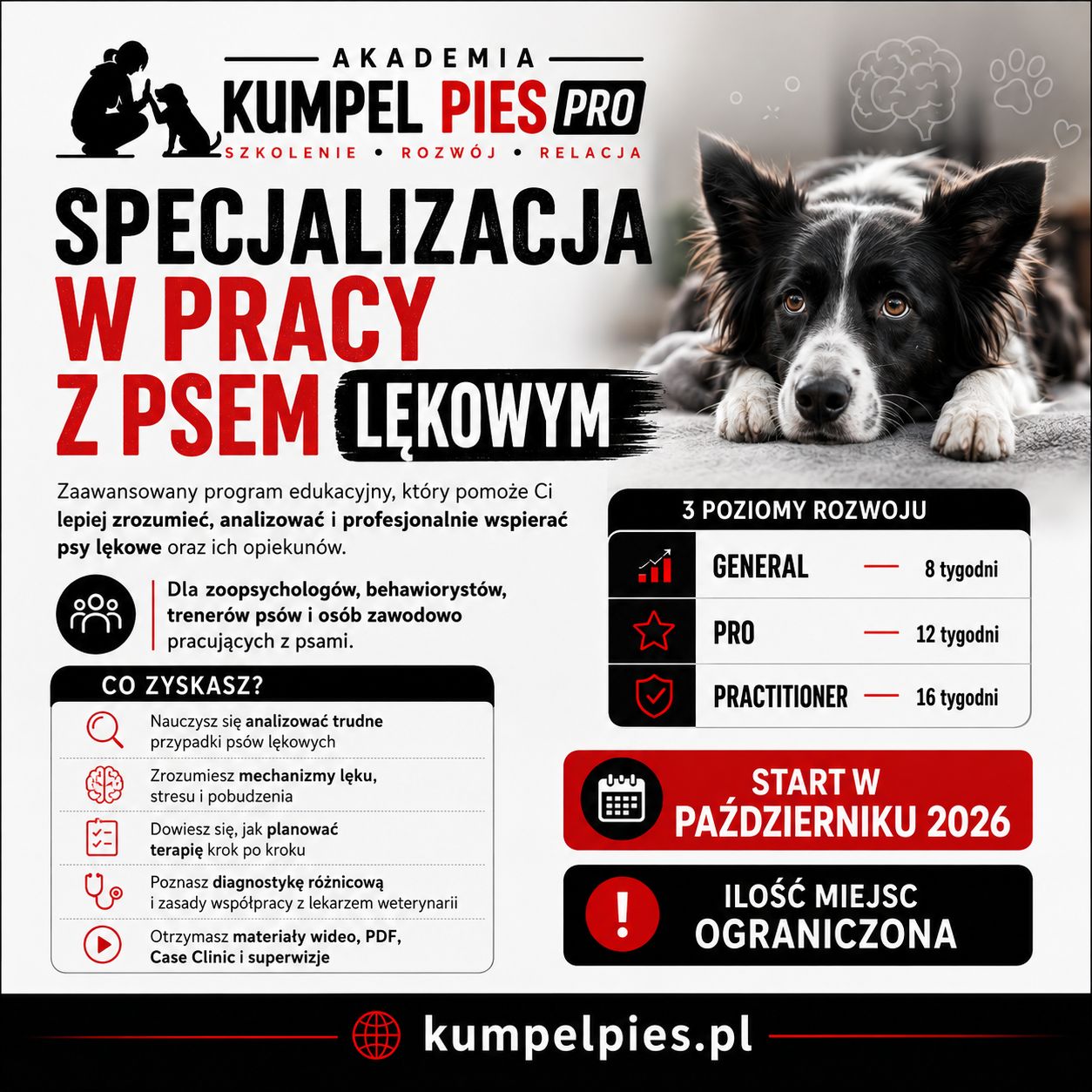 Akademia Kumpel Pies Pro. Specjalizacja w pracy z psem lękowym