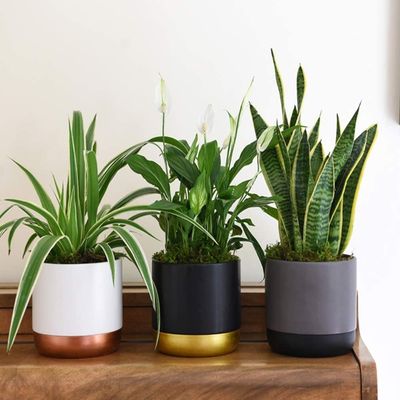 Indoor Potted Plants