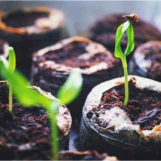 Cloning &amp; Seed Starting