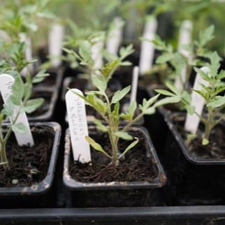Grow Media &amp; Containers