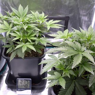 Grow Tents &amp; Hydroponic Systems