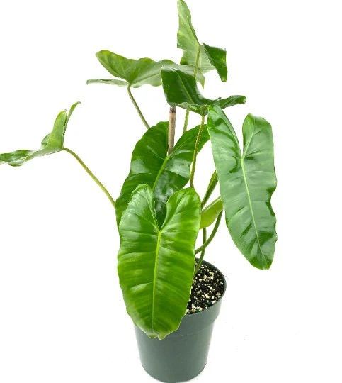 Philodendron Burle Marx  8&quot; Potted Plant