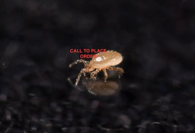 Beneficial Insects-Fungus Gnat Control Beneficial Insects-Fungus Gnat Control