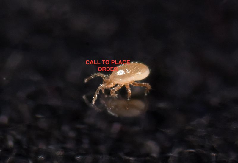 Beneficial Insects-Fungus Gnat Control