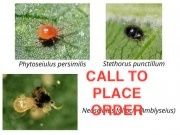 Beneficial Insects-Spider Mite Control Tri Pack 2000 sq ft