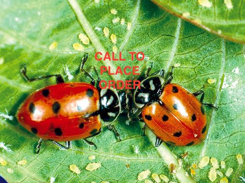 Beneficial Insects-Aphid Control Ladybugs
