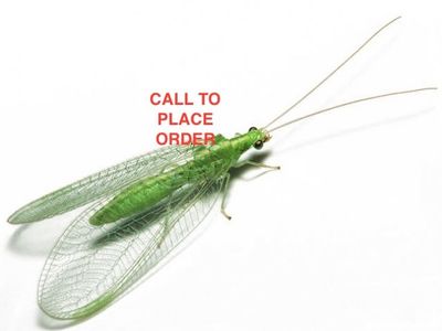 Beneficial Insects-General Predator Green Lacewing 2000 Eggs on String