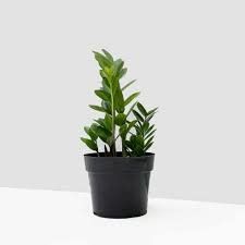 ZZ Plant