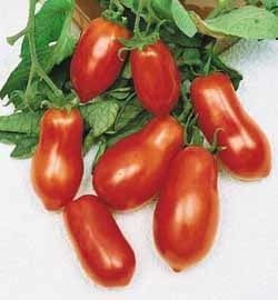 Organic Roma Tomato Seeds (25 Seeds)