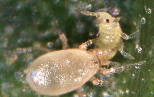 Beneficial Insects-Thrip Control Amblyseius Swirskii 