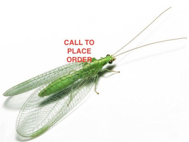Beneficial Insects-General Predator Green Lacewing 