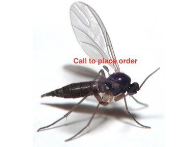 Beneficial Insects-Fungus Gnat Control Guardian 10M (2 sponges) LARGE