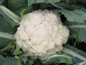 Organic Snowball Cauliflower Seeds Organic Snowball Cauliflower Seeds