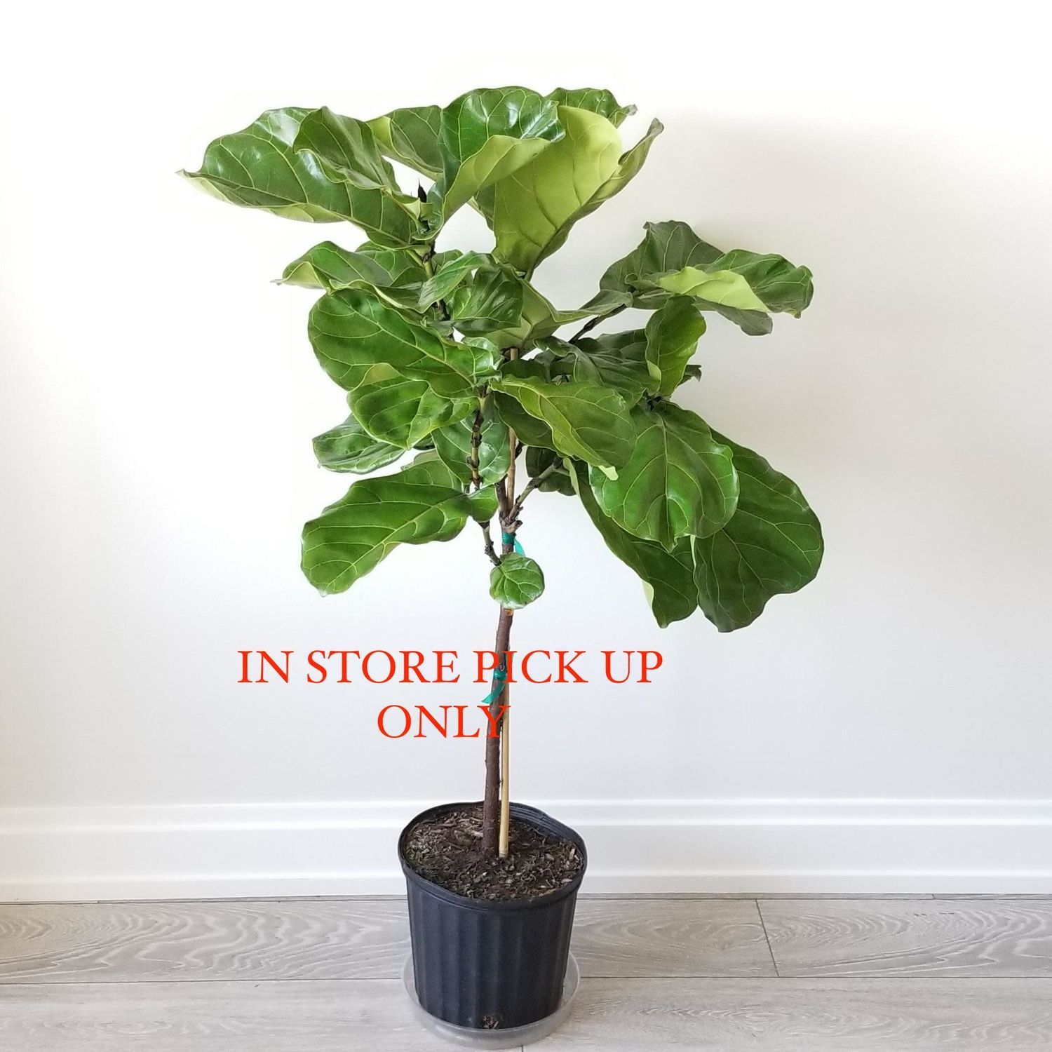 Fiddle Leaf Fig 10&quot; Potted Plant