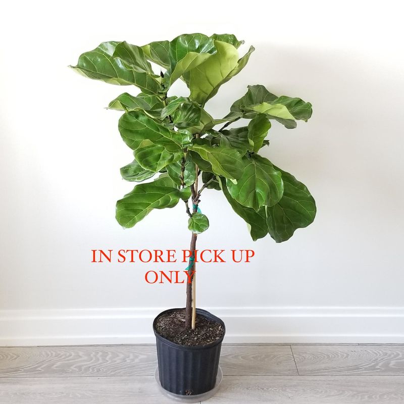 Fiddle Leaf Fig 10&quot; Potted Plant