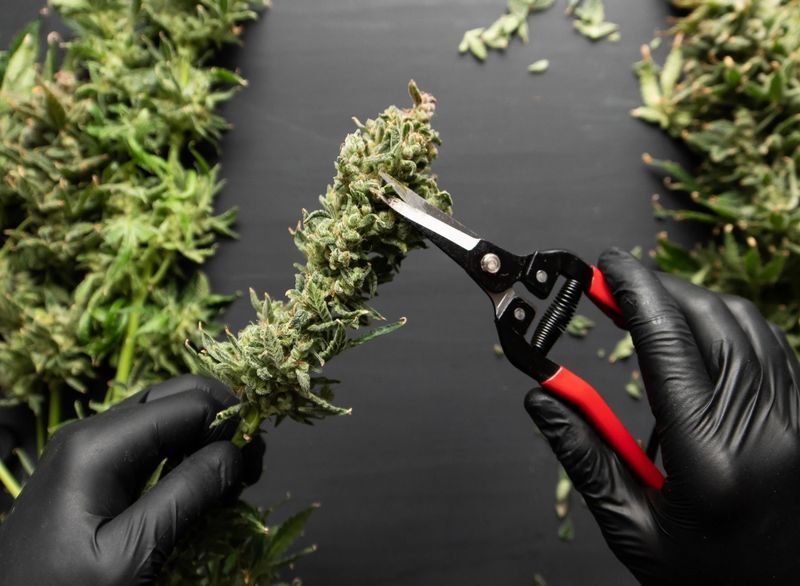 Trimming Service