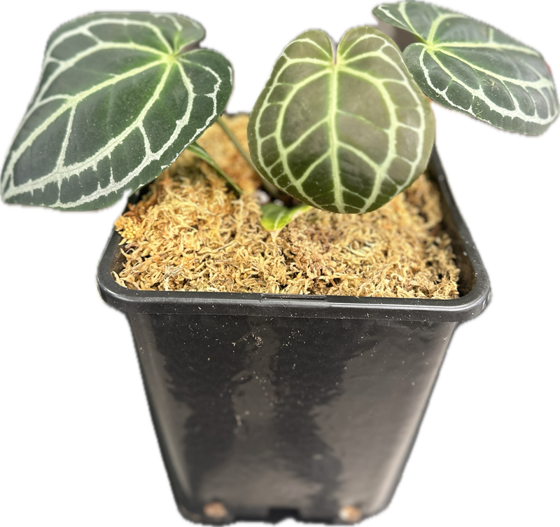 Anthurium Dark Crystallinum x Luxurians Potted Plant
