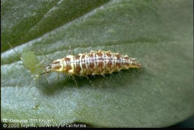Beneficial Insects-General Predator Green Chrysoperia Lacewing Larvae