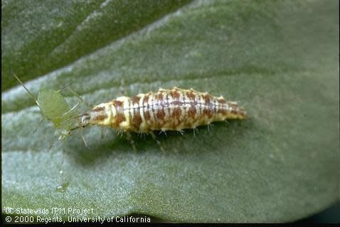 Beneficial Insects-General Predator Green Chrysoperia Lacewing Larvae