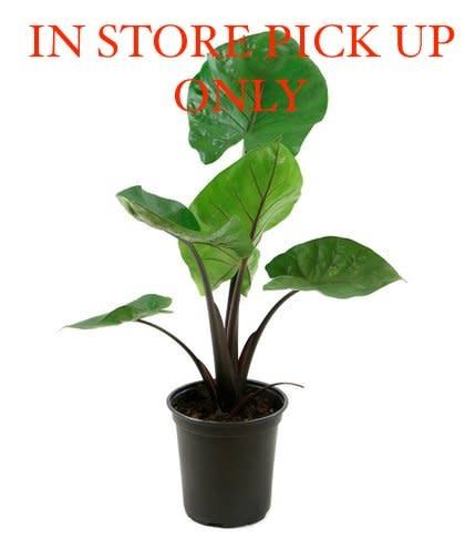 Alocasia Dark Star Potted Plant