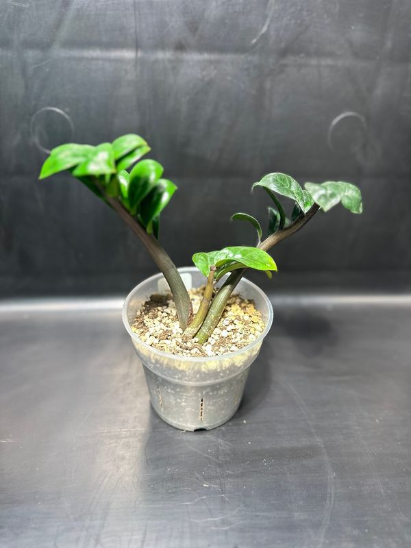 ZZ Zenzi 4&quot; Potted Plant