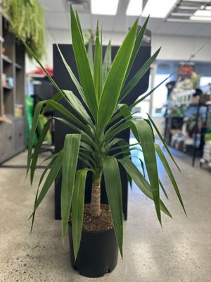 Yucca Cane 10&quot; Potted Plant Single Stem (3&#39; Tall)