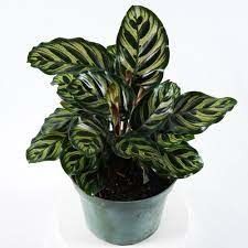 Calathea  Makoyana Peacock Potted Plant