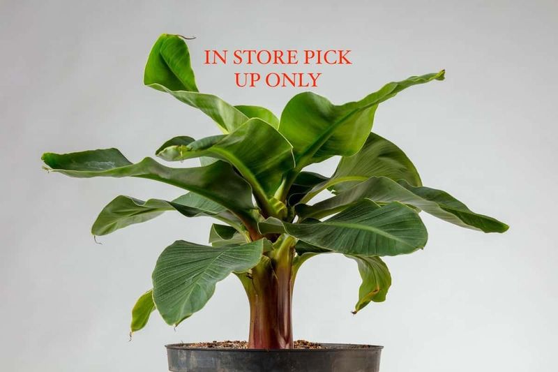 Banana Tree 