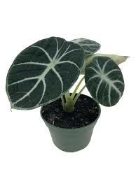 Alocasia Ninja 3" Potted Plant Alocasia Ninja 3" Potted Plant