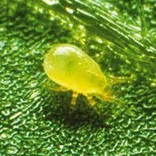 Beneficial Insects- Canopy Control Neoseiulus Fallacis 500 in vermiculite