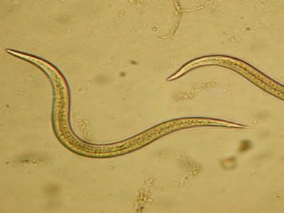 Beneficial Insects-Thrip Control -Nems. Soil Larva Parasite Nematodes 5M