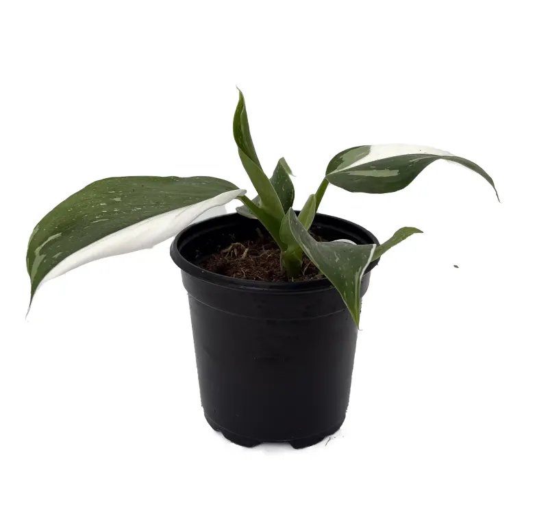 Philodendron White Wizard Potted Plant