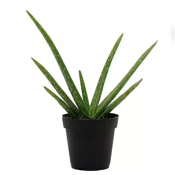 Aloe Vera 5&quot; Potted Plant
