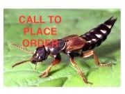 Beneficial Insects-Fungus Gnat Control Rove Beetles 200 Beneficial Insects-Fungus Gnat Control Rove Beetles 200
