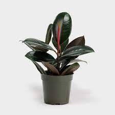 Ficus Elastica Burgundy Rubber Potted Plant