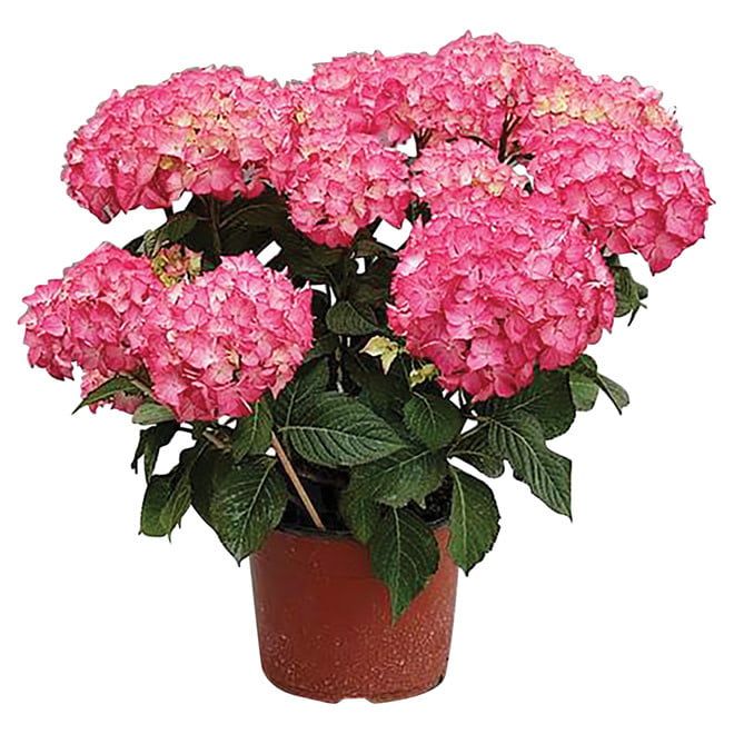 Hydrangea 6&quot; Potted Plant