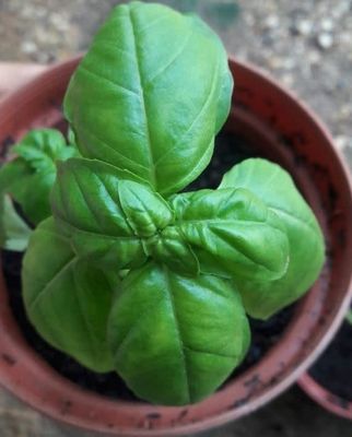 Organic Large Leaf Italian Basil Seeds (55 seeds)