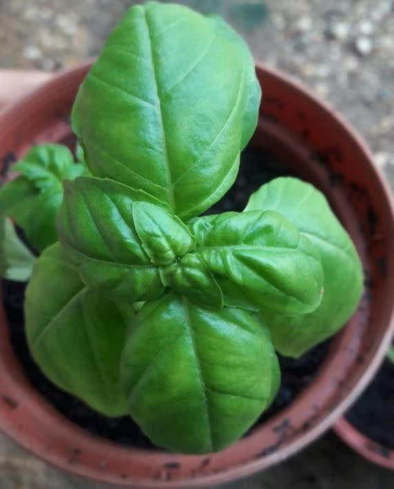 Organic Large Leaf Italian Basil Seeds (55 seeds)