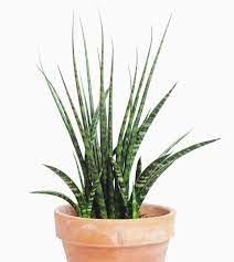 Sansevieria Fernwood 5&quot; Potted Plant