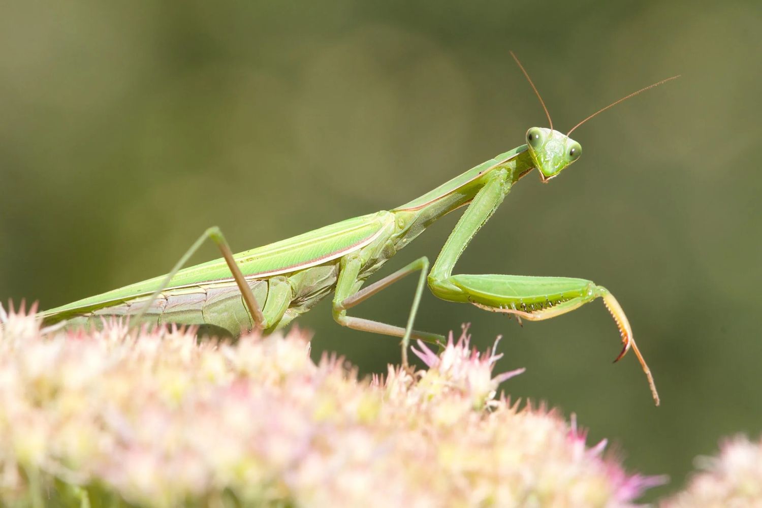 Beneficial Insects- General Predator Praying Mantis 1 Egg Case