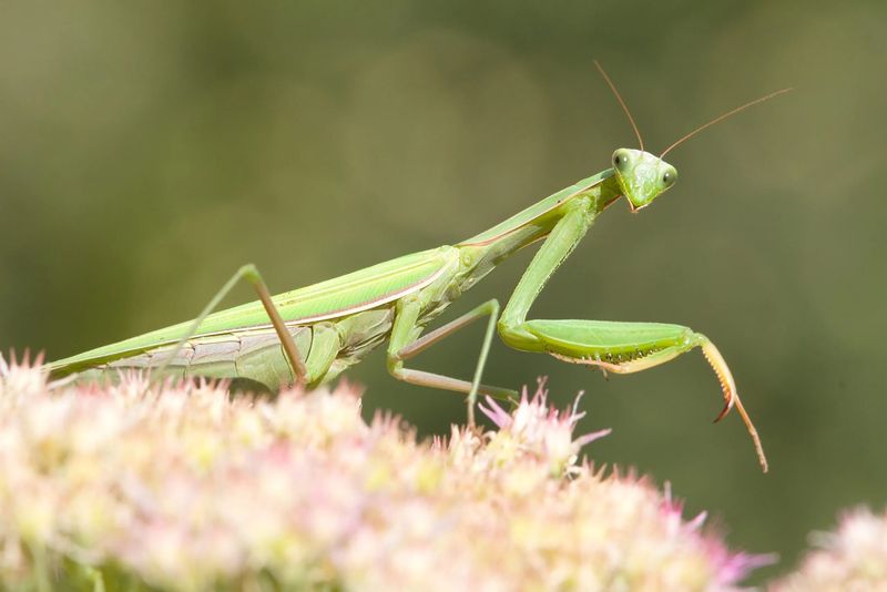 Beneficial Insects- General Predator Praying Mantis 1 Egg Case
