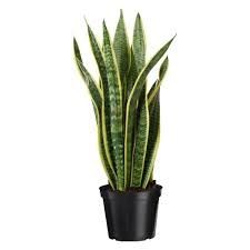 Sansevieria Laurentii Snake 6&quot; Potted Plant